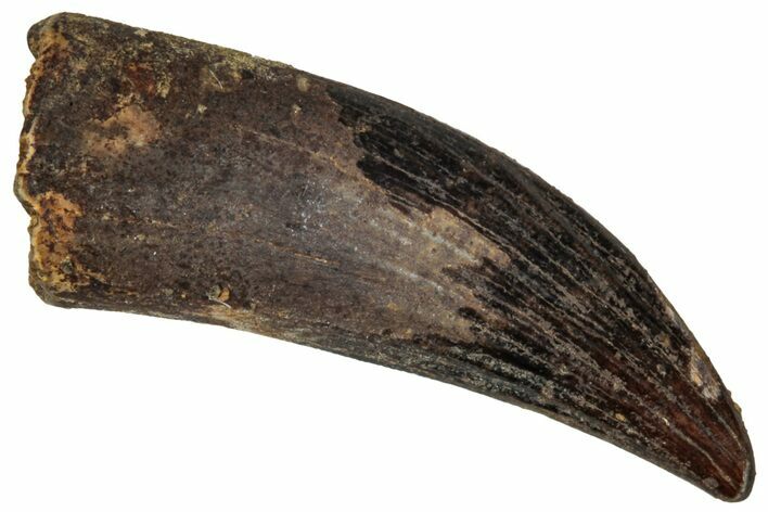 Fossil Raptor (Paronychodon?) Tooth - Montana #341052